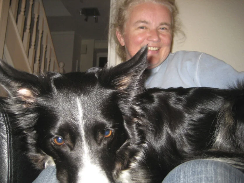 border collie on lap