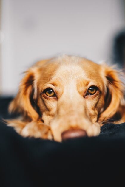 Discovering the Perfect Border Collie Tips