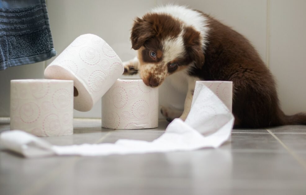 a puppy playing with toilet paper on the floor