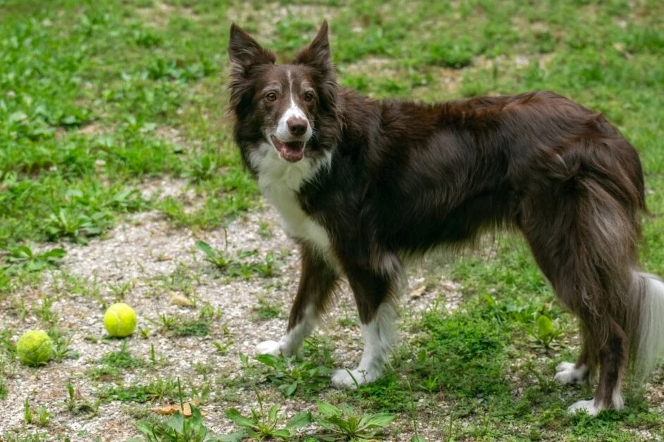 Teaching a Border Collie to Fetch