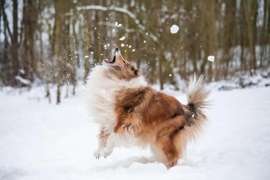 Winter Care Tips for Border Collies
