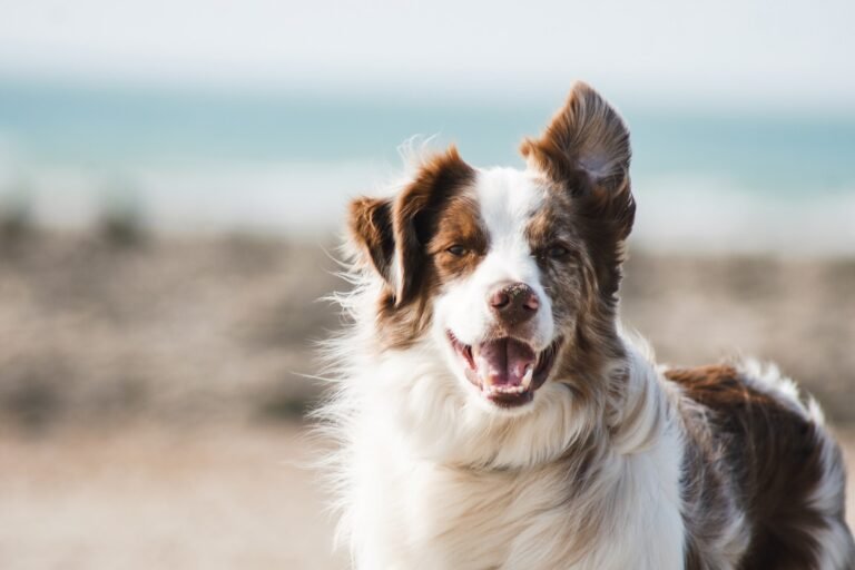 Top 10 Tips for Coping with Border Collie Shedding