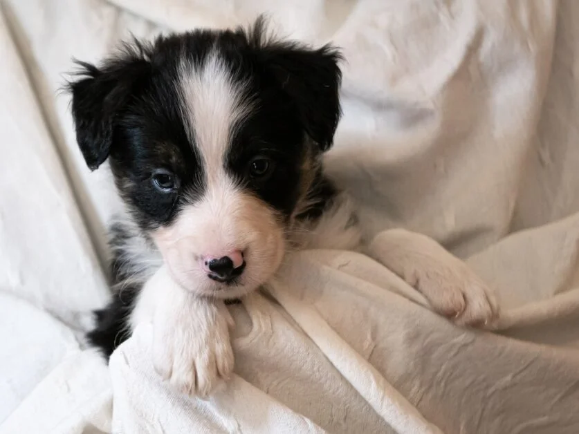 Miniature Border Collie