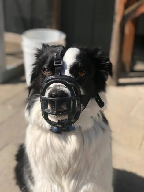 Understanding Aggression in Border Collie Dogs