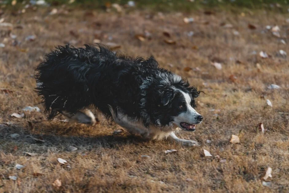 Are Border Collie Dogs Aggressive
