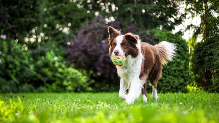 The Top 5 Reasons Why Border Collies are the Best Dogs