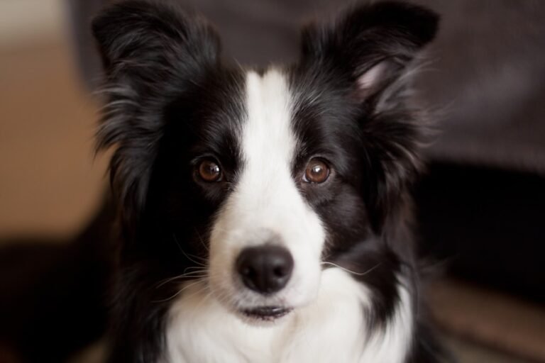 Border Collie Love: How These Dogs Make the Perfect Family Pet