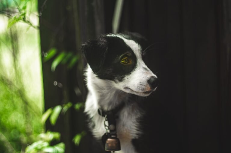 Border Collies and Outdoor Living: What You Need to Know