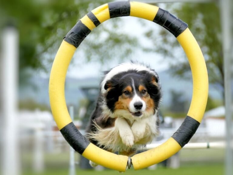 From Pup to Pro: A Comprehensive Guide to Border Collie Training