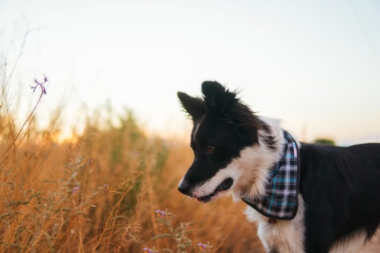Mastering the Art of Border Collie Herding: Tips and Tricks for Training Your Dog