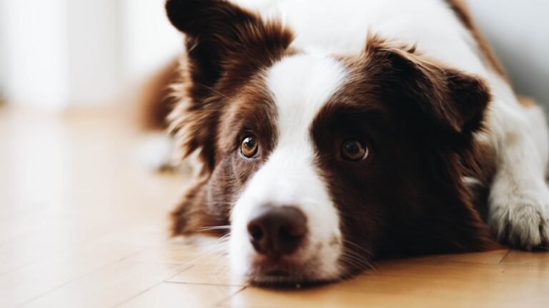 Top Tips for Keeping Your Border Collie Looking Sharp: Grooming Schedule