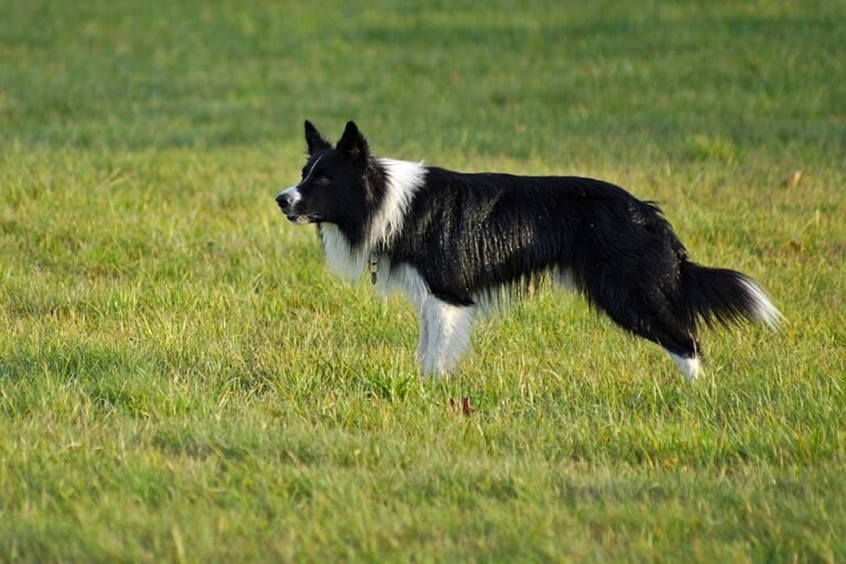 Border Collies: The Perfect Companion for Active Lifestyles