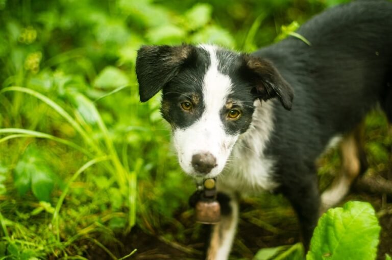 Border Collie Mixes: The Ultimate Guide to Choosing Your New Best Friend