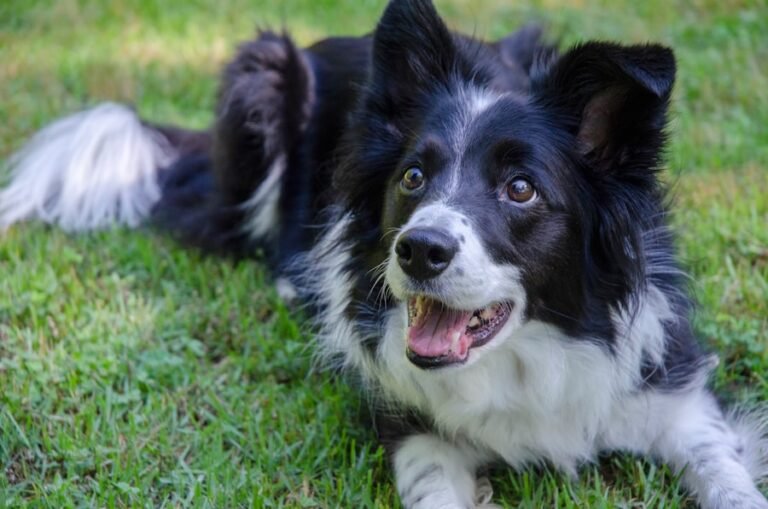 Border Collies: The Ideal Addition to Your Family Pack