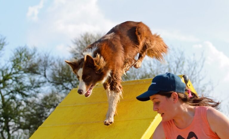 Unleashing the Potential: Why Border Collies are the Ultimate Canine Companions