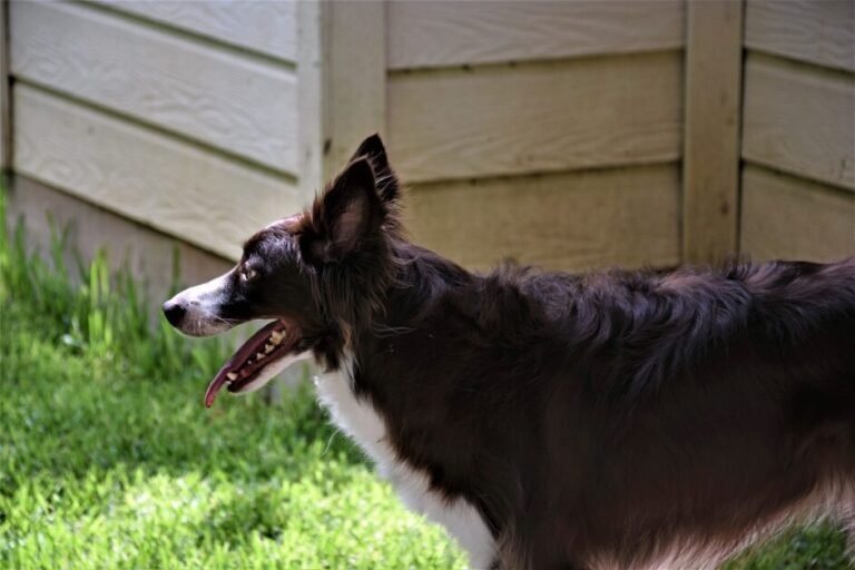 From Chaos to Control: How to Train Your Border Collie Puppy
