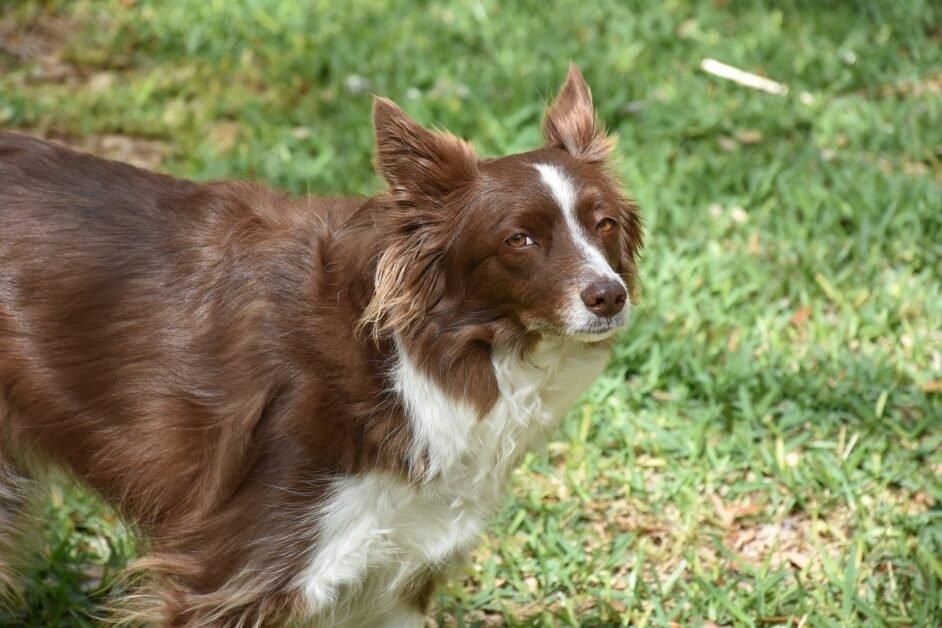 Protective Abilities of Border Collies