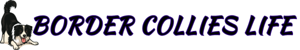 Border Collies Life