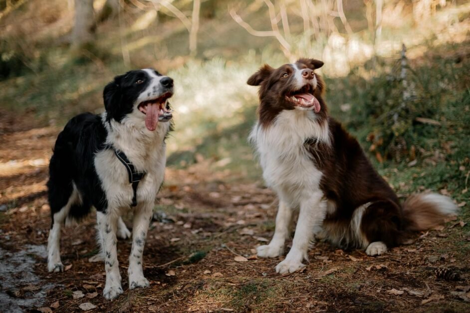 what not to do with border collies