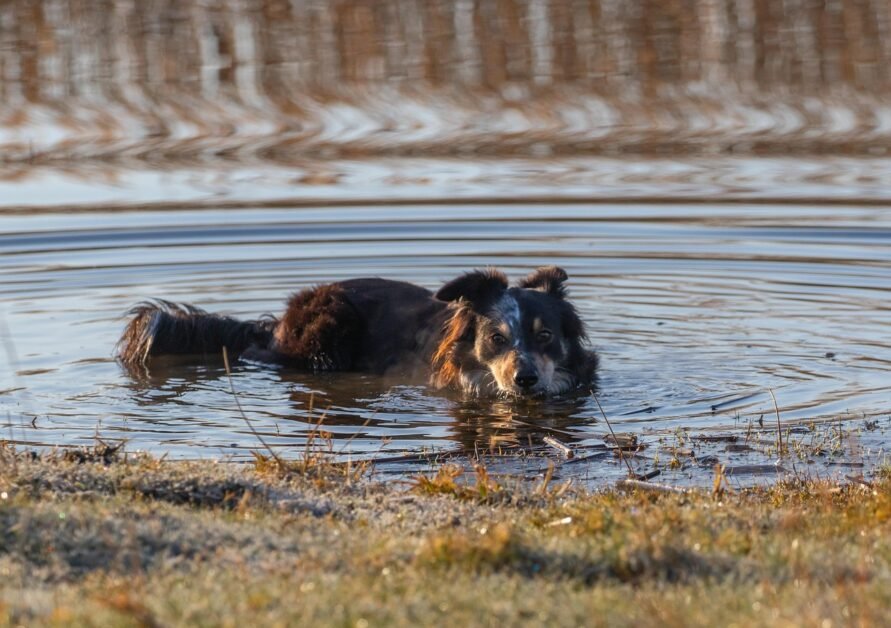 Can Border Collies Swim