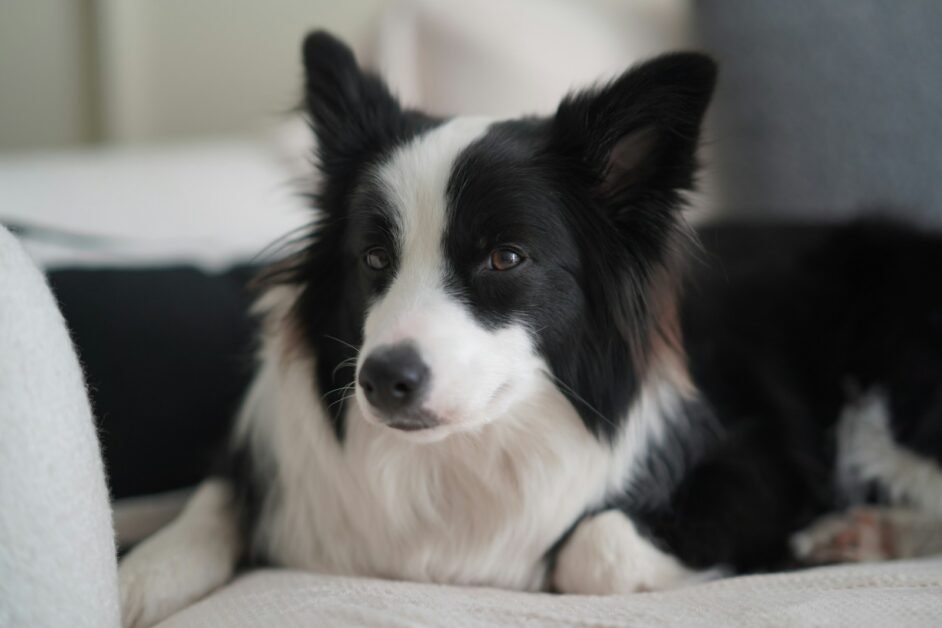 Why Are Border Collies Good Pets